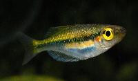 Melanotaenia fredericki