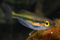 Melanotaenia fredericki