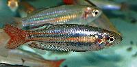Melanotaenia australis