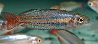 Melanotaenia australis