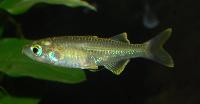 Telmatherina sp. 'Suraya'