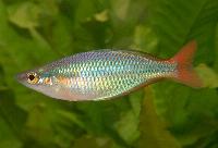 Melanotaenia sp. 'Aru II'