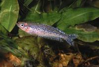 Rhadinocentrus ornatus