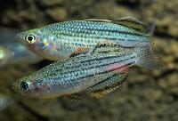 Melanotaenia sahulensis