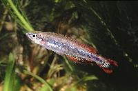 Bedotia madagascariensis