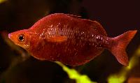 Glossolepis incisus