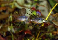 Iriatherina werneri