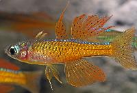 Pseudomugil cf. paskai