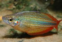 Melanotaenia trifasciata, Cato River