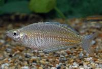 Glossolepis ramuensis