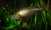 Glossolepis incisus