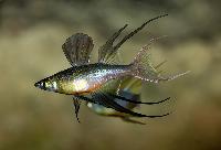 Iriatherina werneri