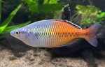 Melanotaenia boesemani, Kali Fitri