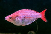 Melanotaenia mairasi