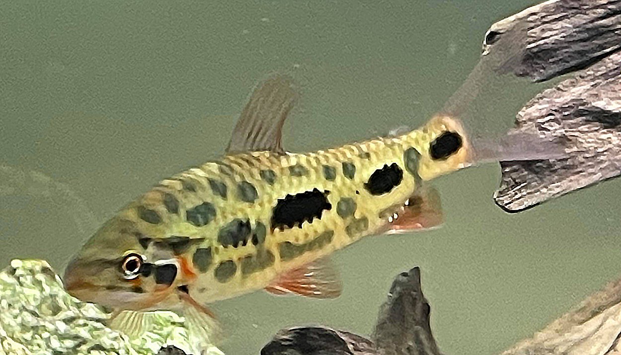 Leporinus sp. 'strawberry'