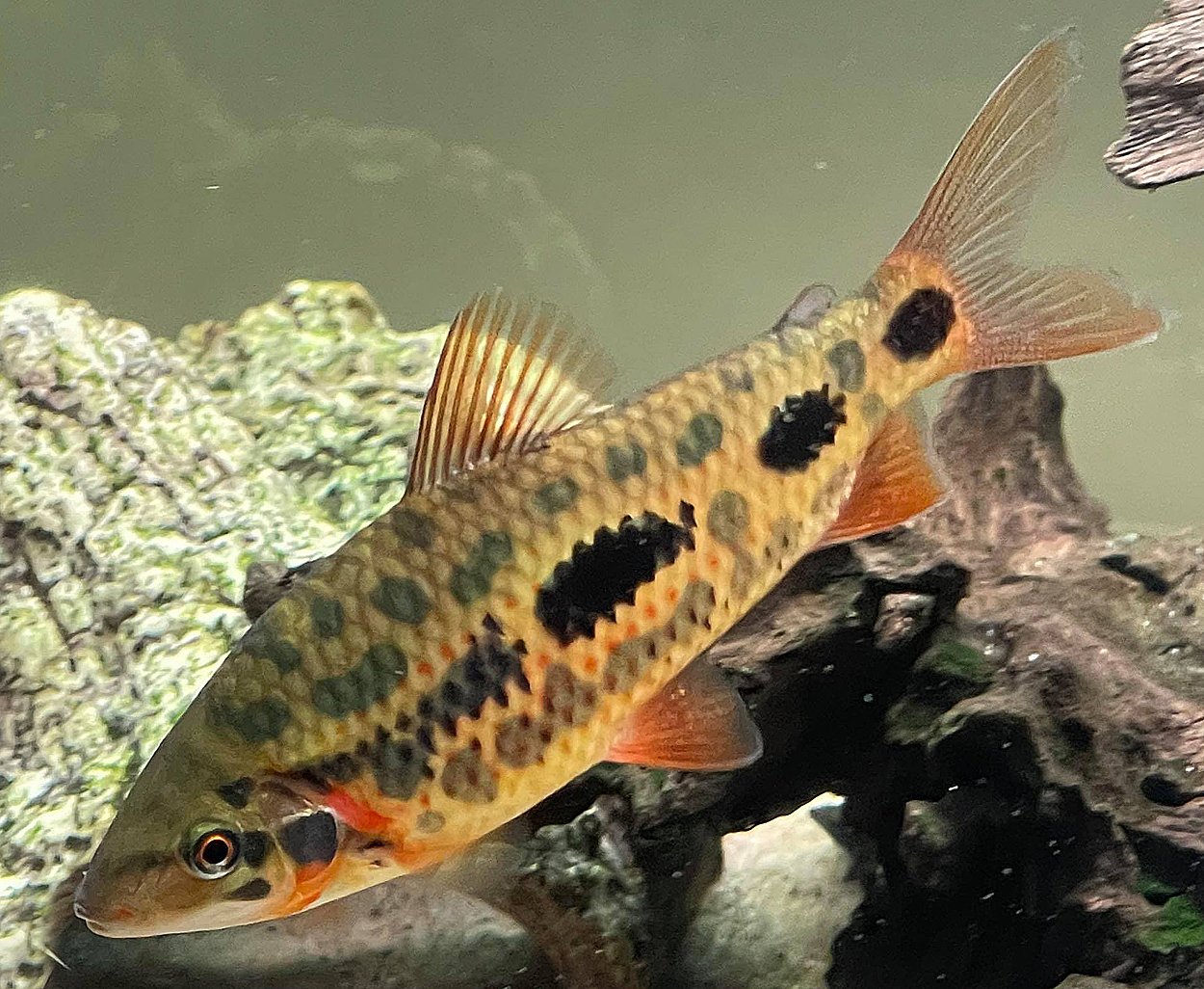 Leporinus sp. 'strawberry'