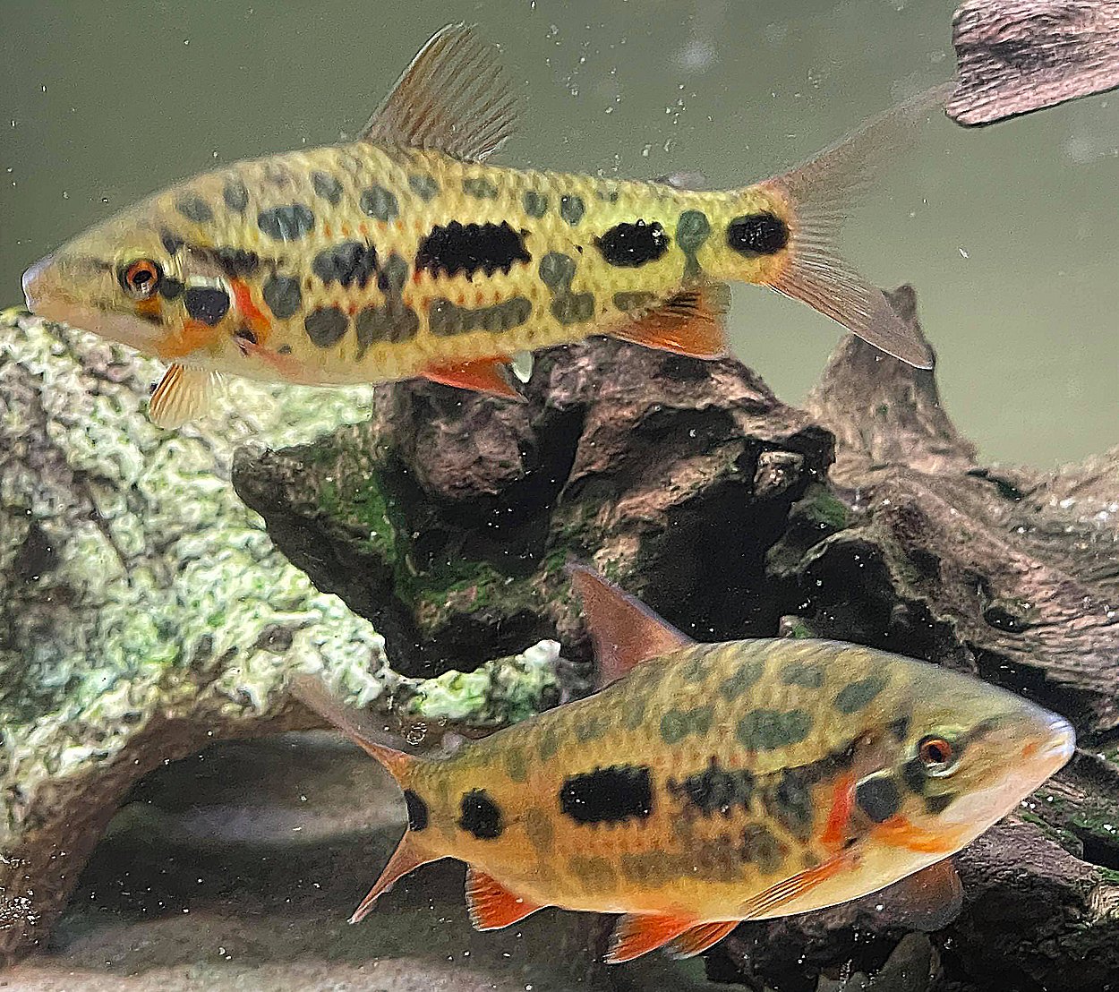 Leporinus sp. 'strawberry'