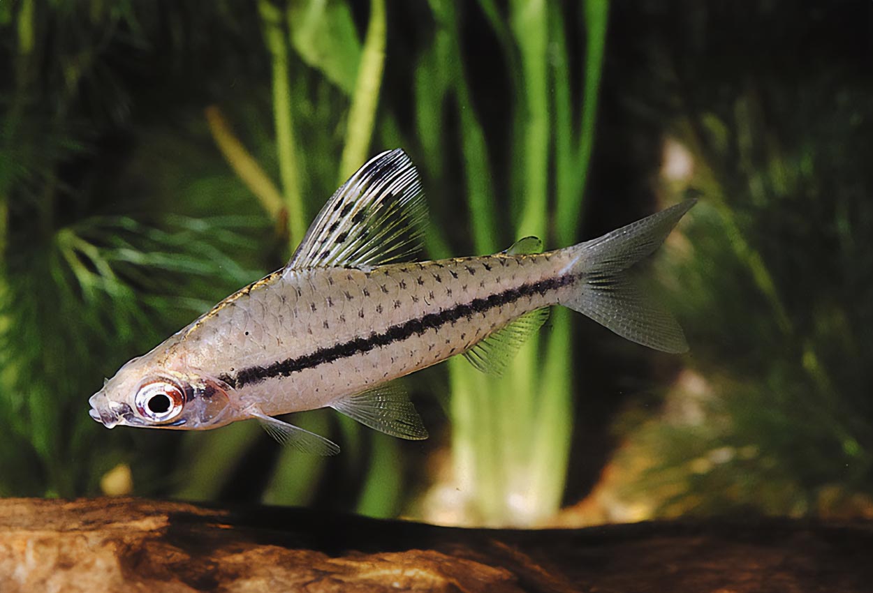 Chilodus punctatus