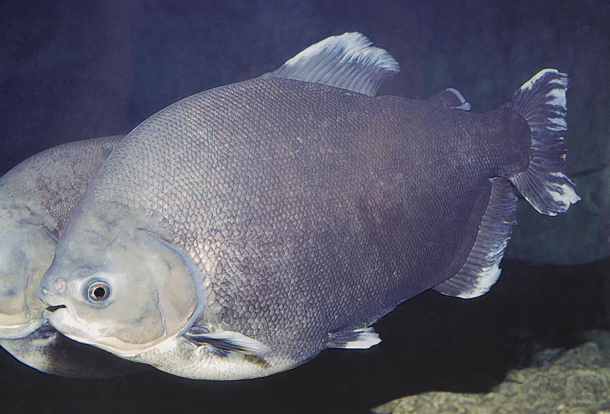 Colossoma macropomum