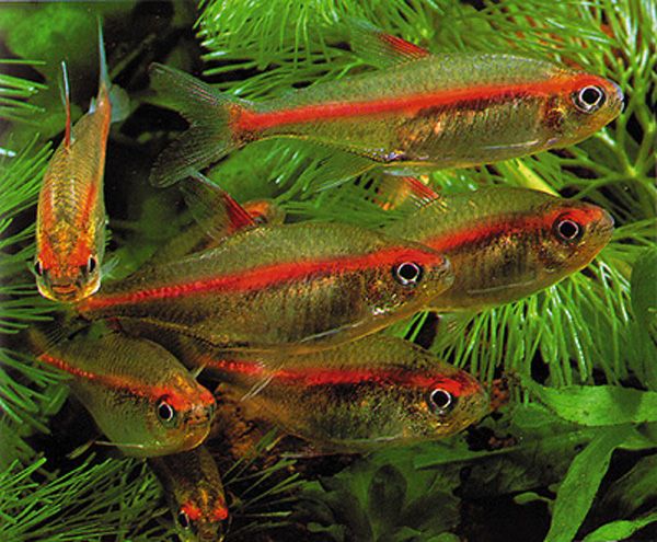 Hyphessobrycon erythrezomus