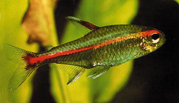 Hyphessobrycon erythrezomus