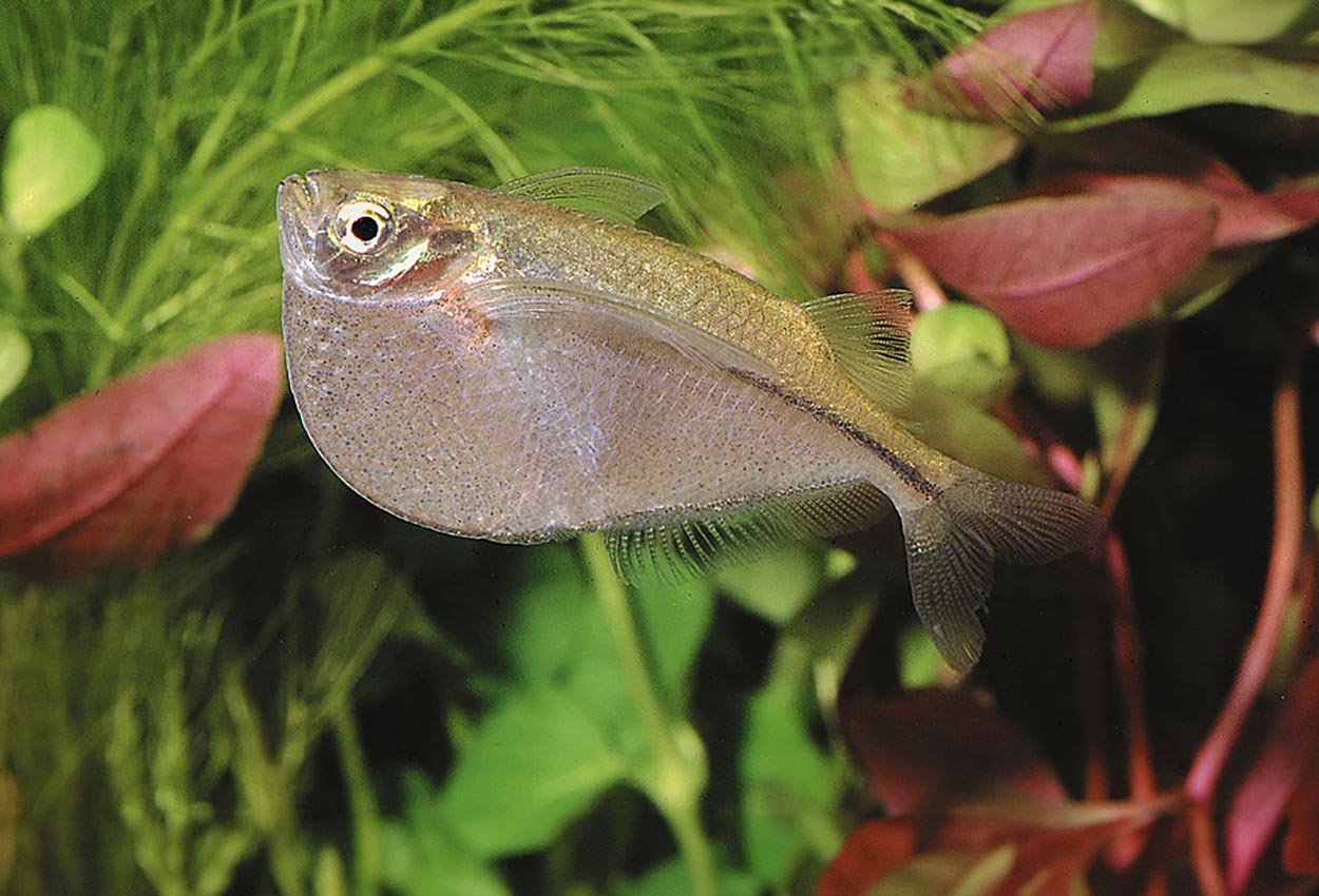 Gasteropelecus sternicla