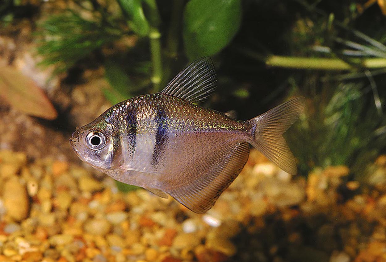 Gymnocorymbus ternetzi