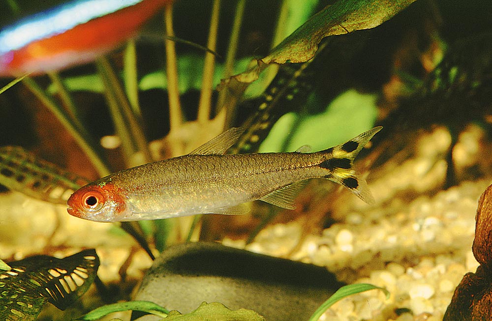 Hemigrammus bleheri