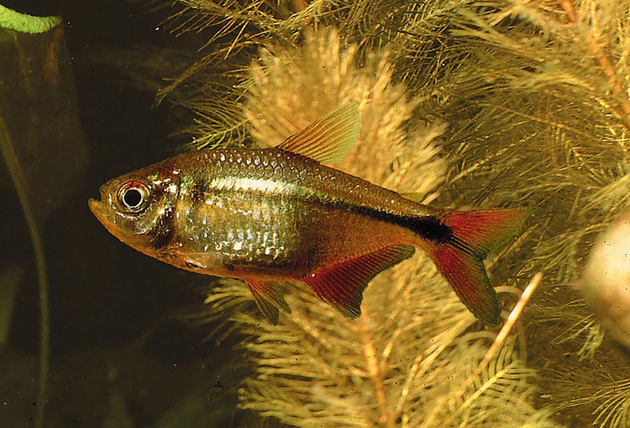 Hemigrammus caudovittatus