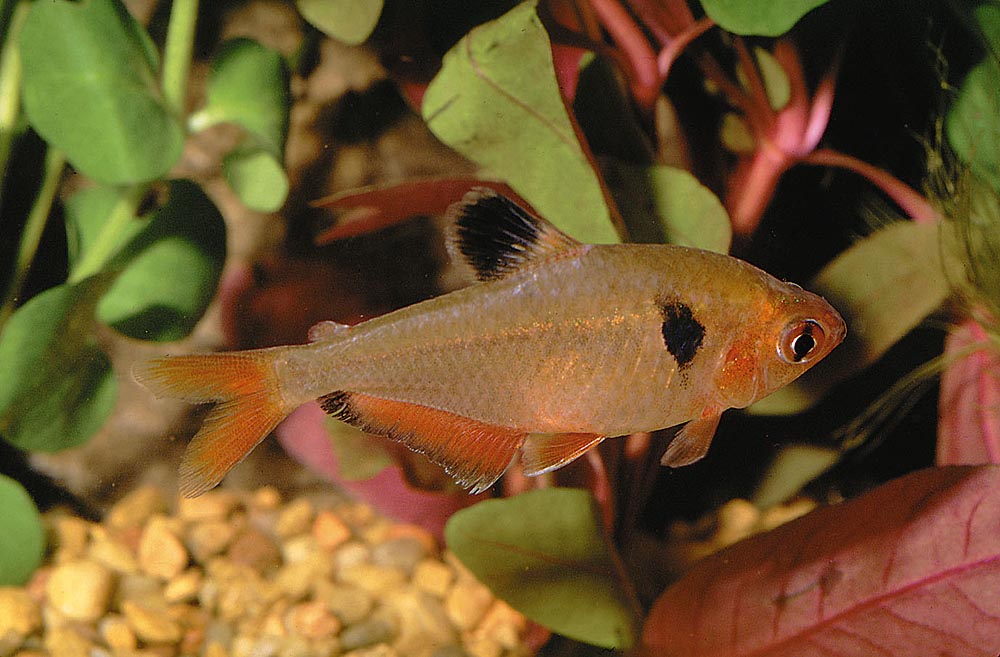 Hyphessobrycon eques