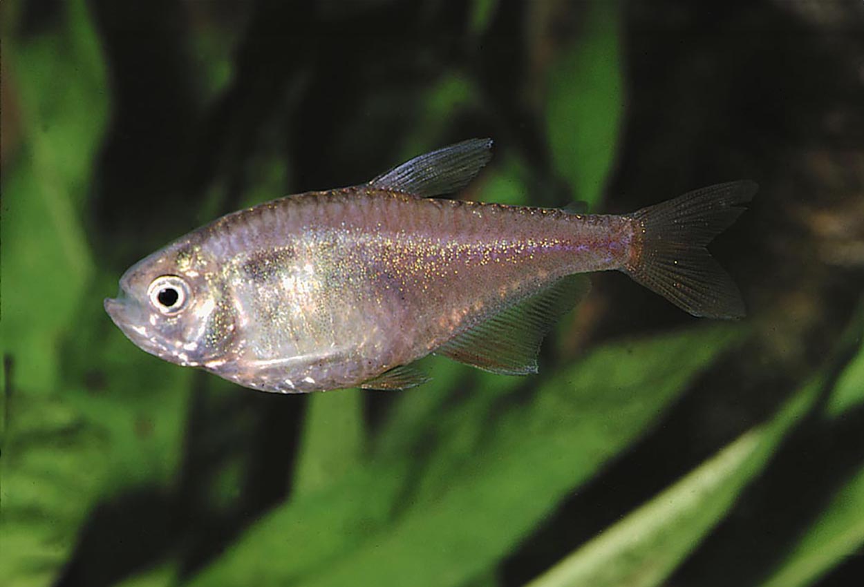 Hyphessobrycon griemi