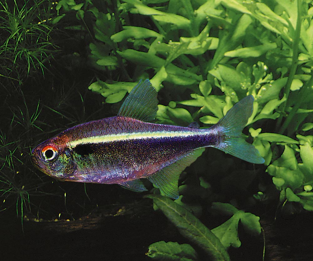 Hyphessobrycon herbertaxelrodi