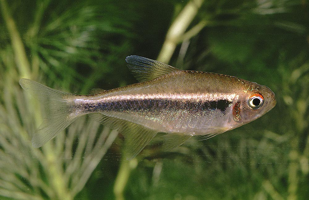 Hyphessobrycon heterorhabdus