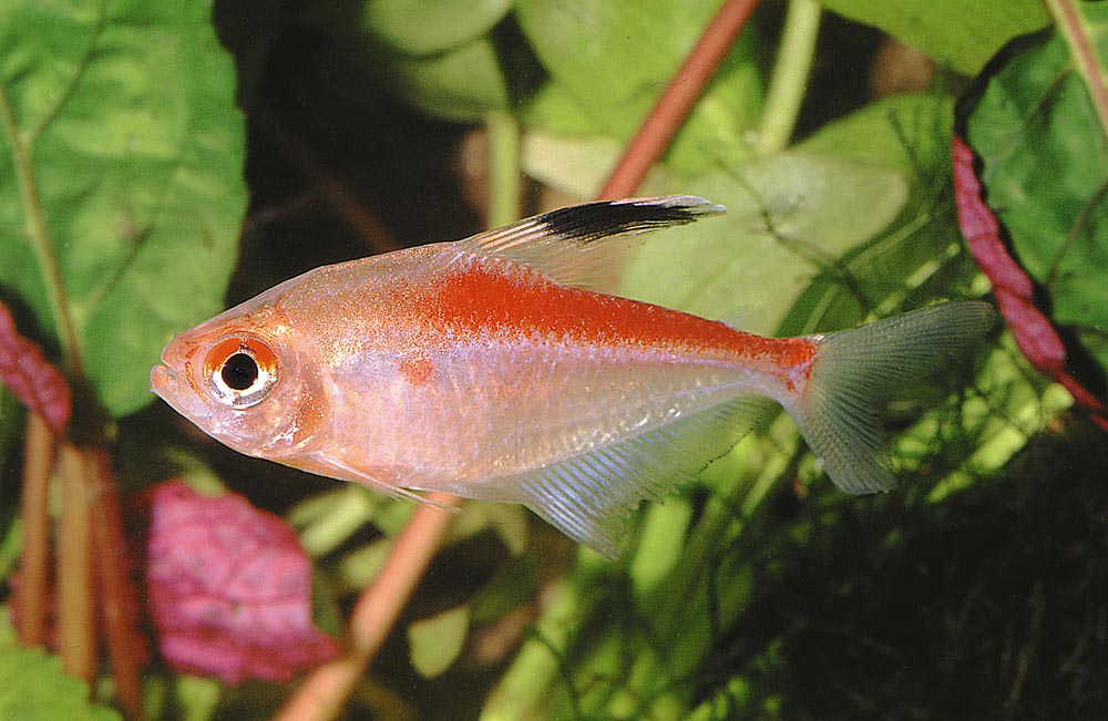 Hyphessobrycon pyrrhonotus