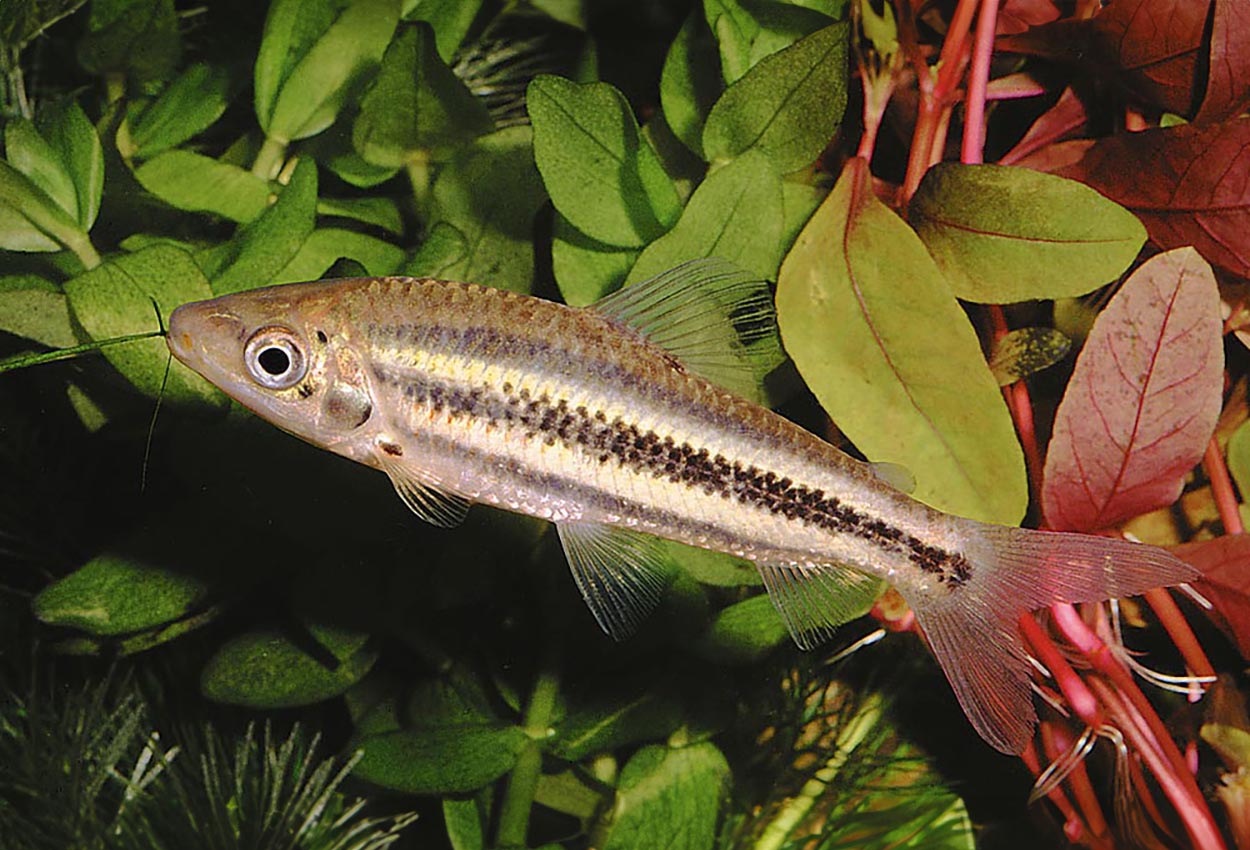 Leporinus arcus
