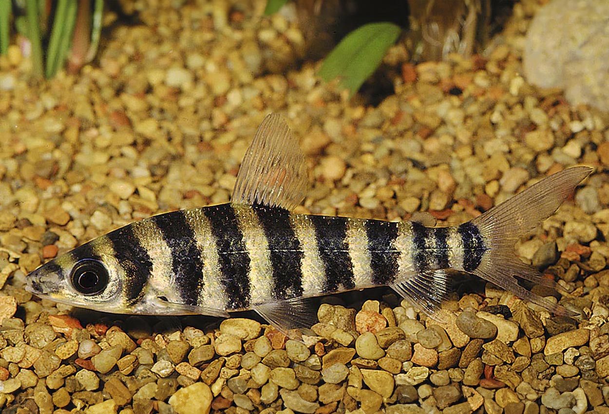 Leporinus fasciatus