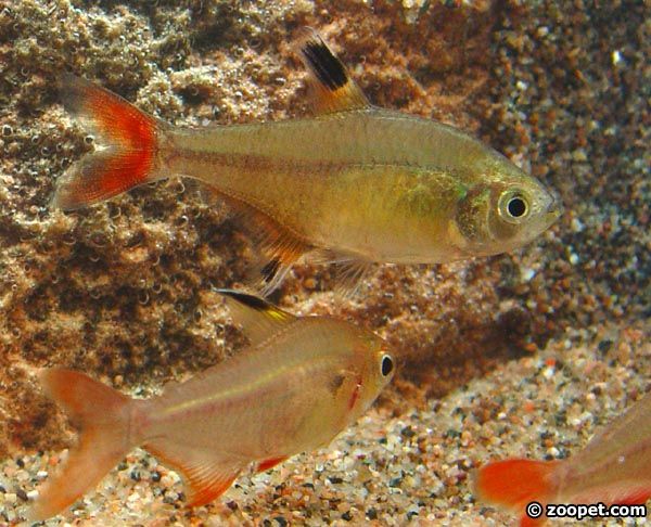 Hyphessobrycon sp. "mantecal"