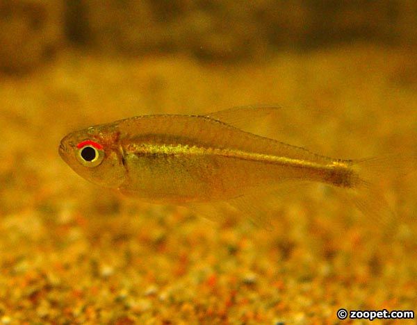 Hyphessobrycon metae