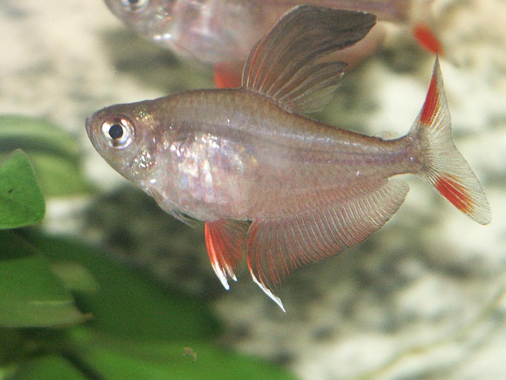 Hyphessobrycon rosaceus