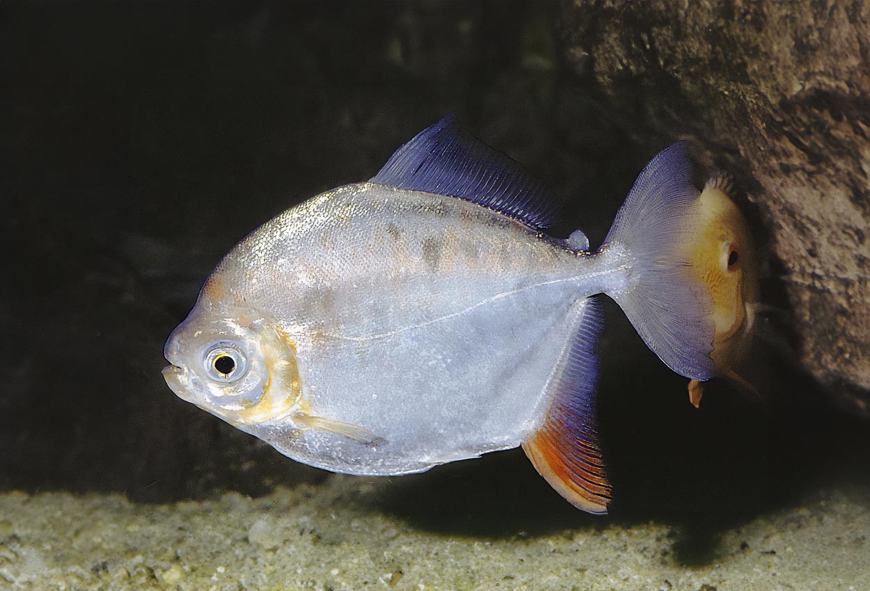 Metynnis argenteus