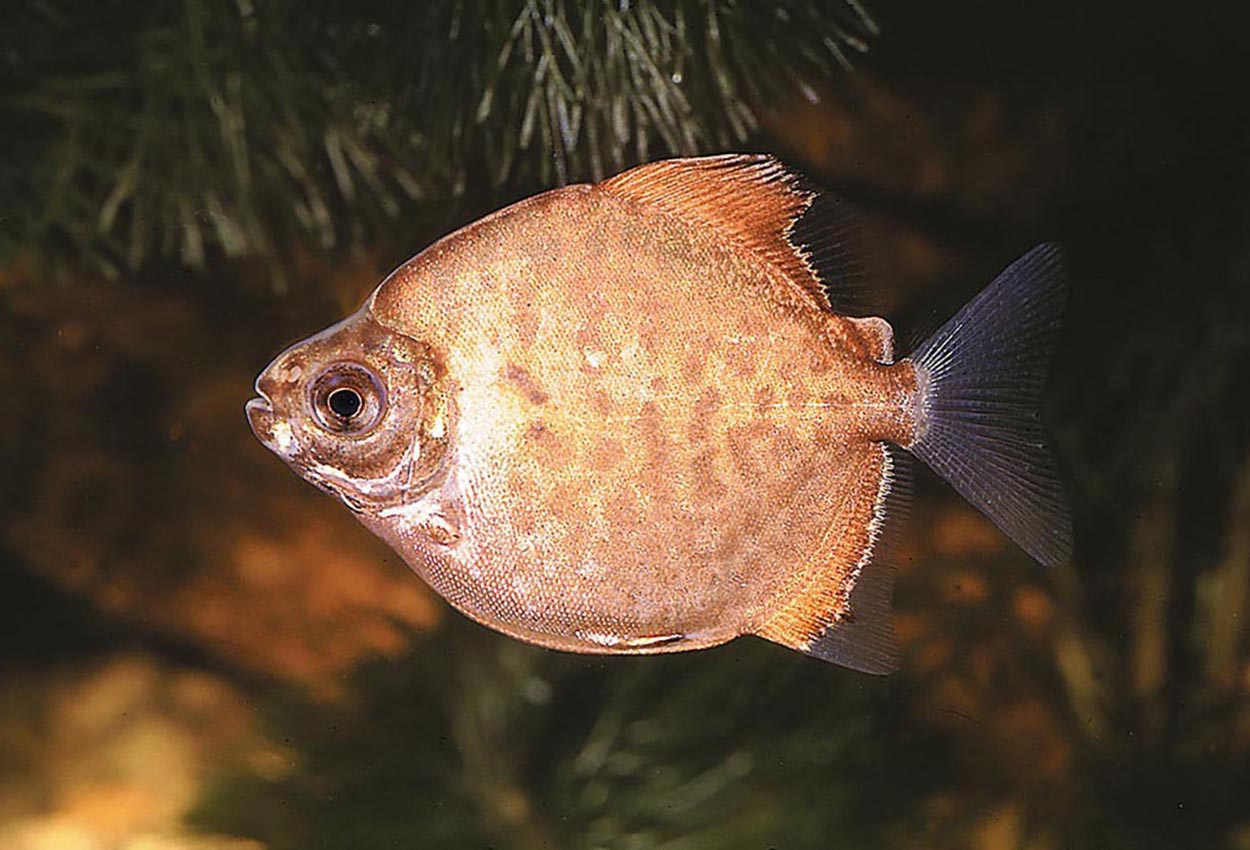 Myleus pacu