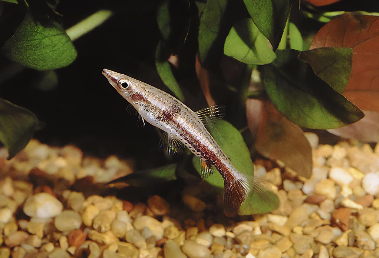 Nannostomus eques
