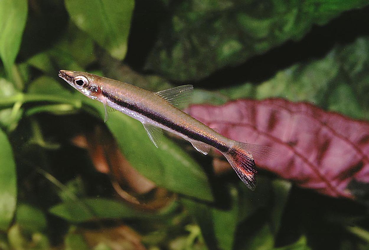 Nannostomus unifasciatus
