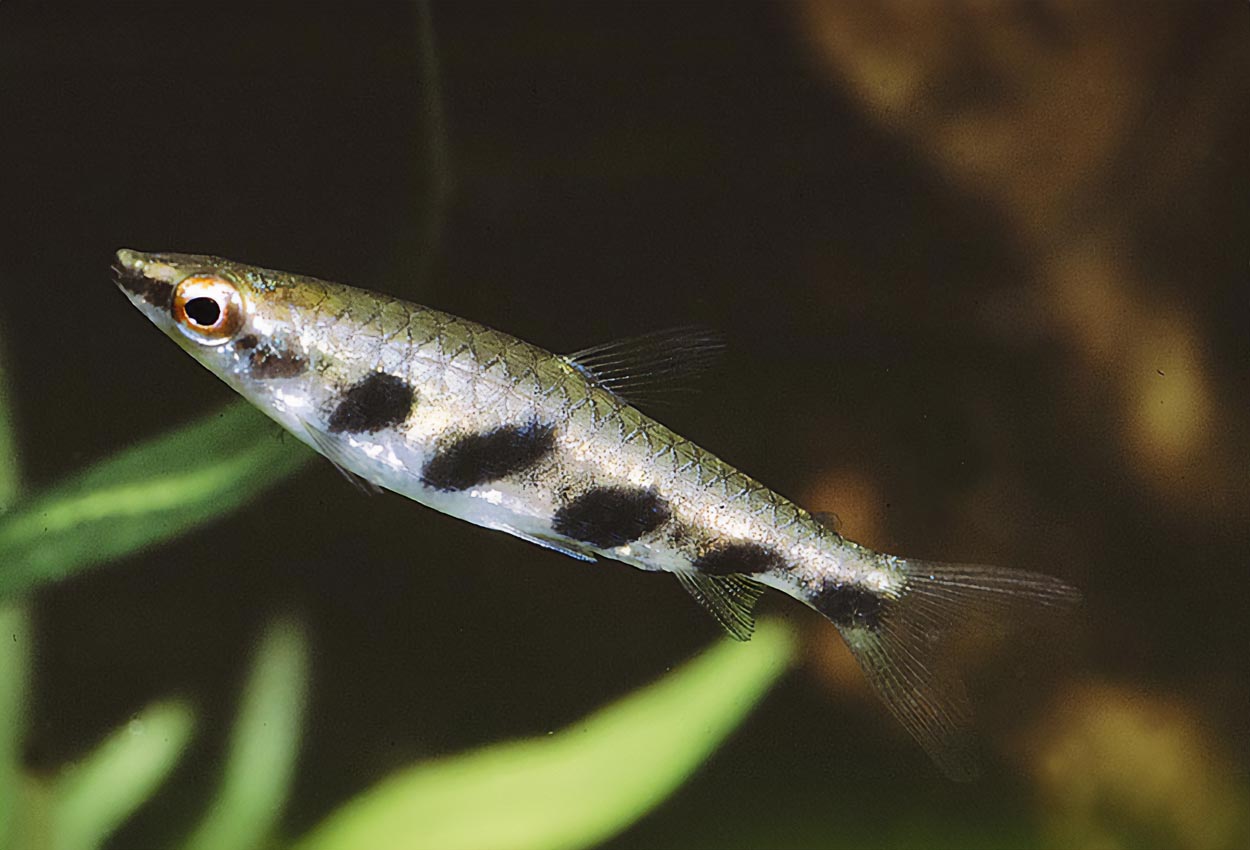 Nannostomus espei