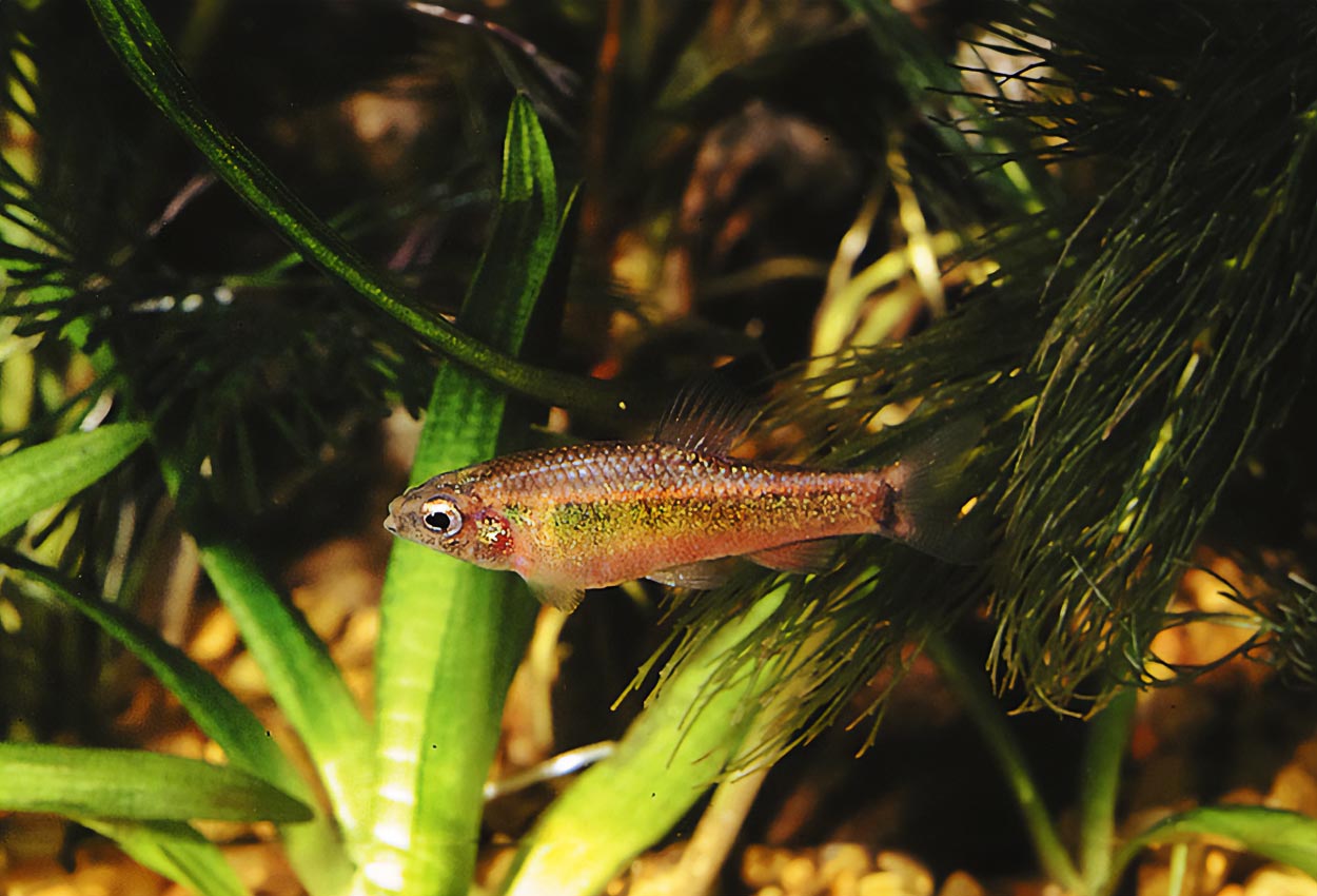 Neolebias ansorgii