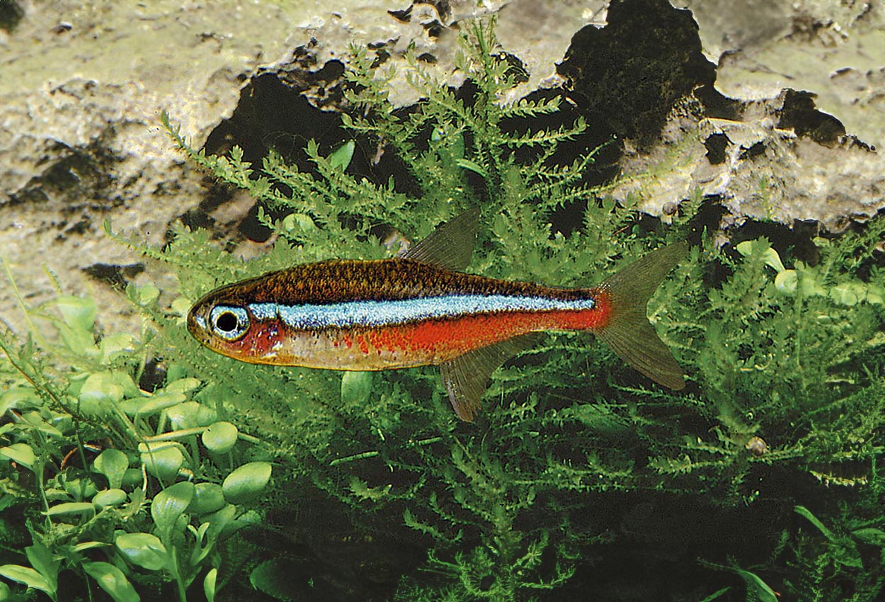 Paracheirodon simulans