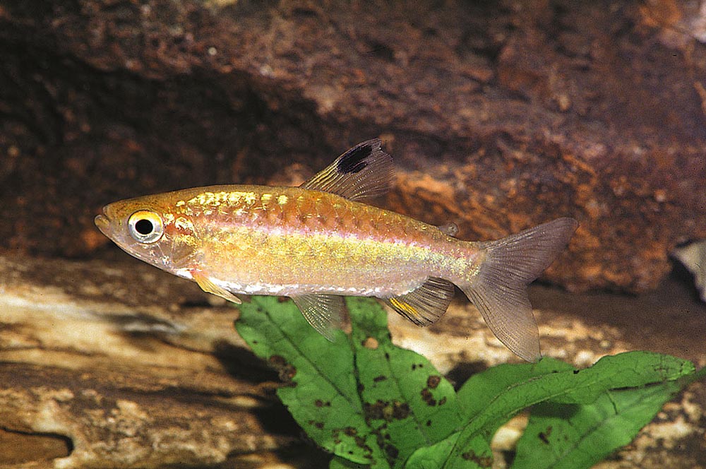 Arnoldichthys spilopterus