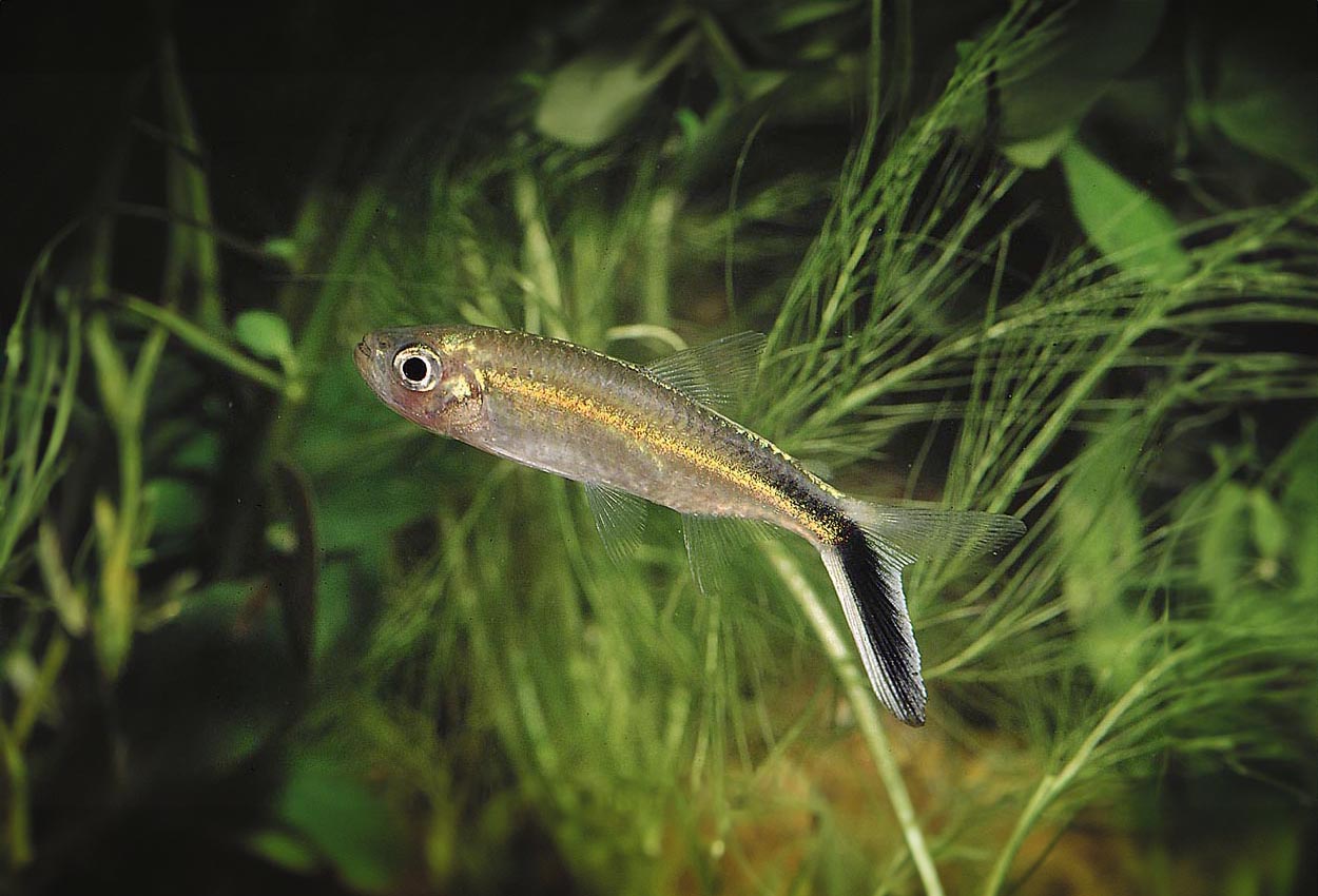 Thayeria obliqua