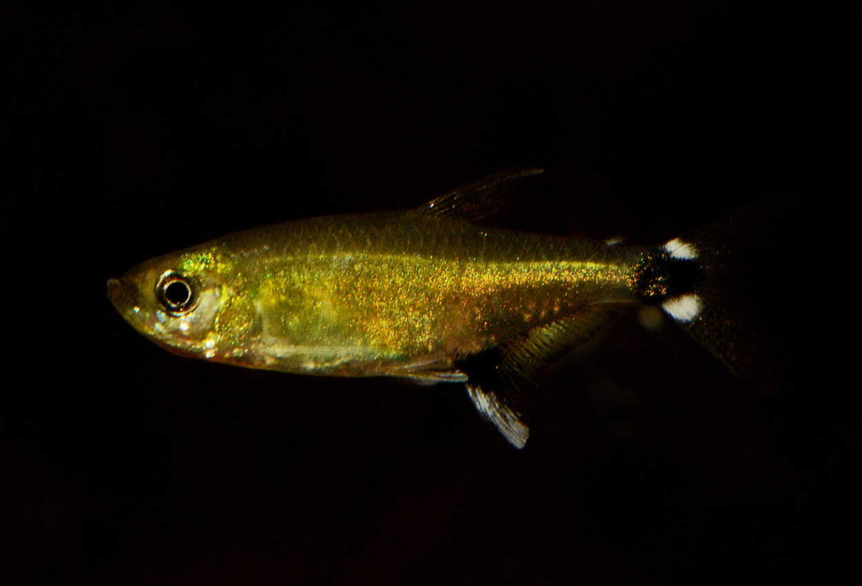 Aphyocharax nattereri