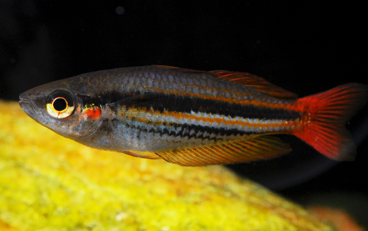 Melanotaenia papuae